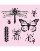 Insectes