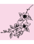 Flore - Nature